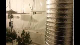 Inside a West Bromwich cannabis factory