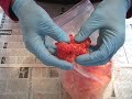 How to cure Steelhead eggs (Part 1of 2 )