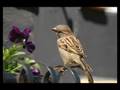 His Eye Is On The Sparrow - Jessie Colter - Youtube