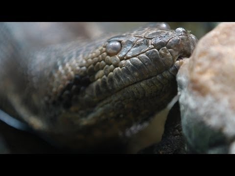 Titanoboa: Monster Snake - Titanoboa at the Zoo? - YouTube