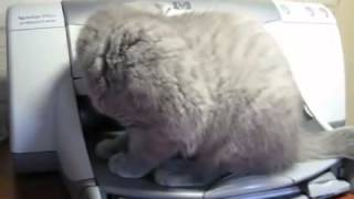 프린터와 고양이의 대결 ㅋ cat vs printer