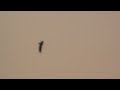ASIM UFO (HUMANOİD) EKİM-2011 KARTAL-İSTANBUL