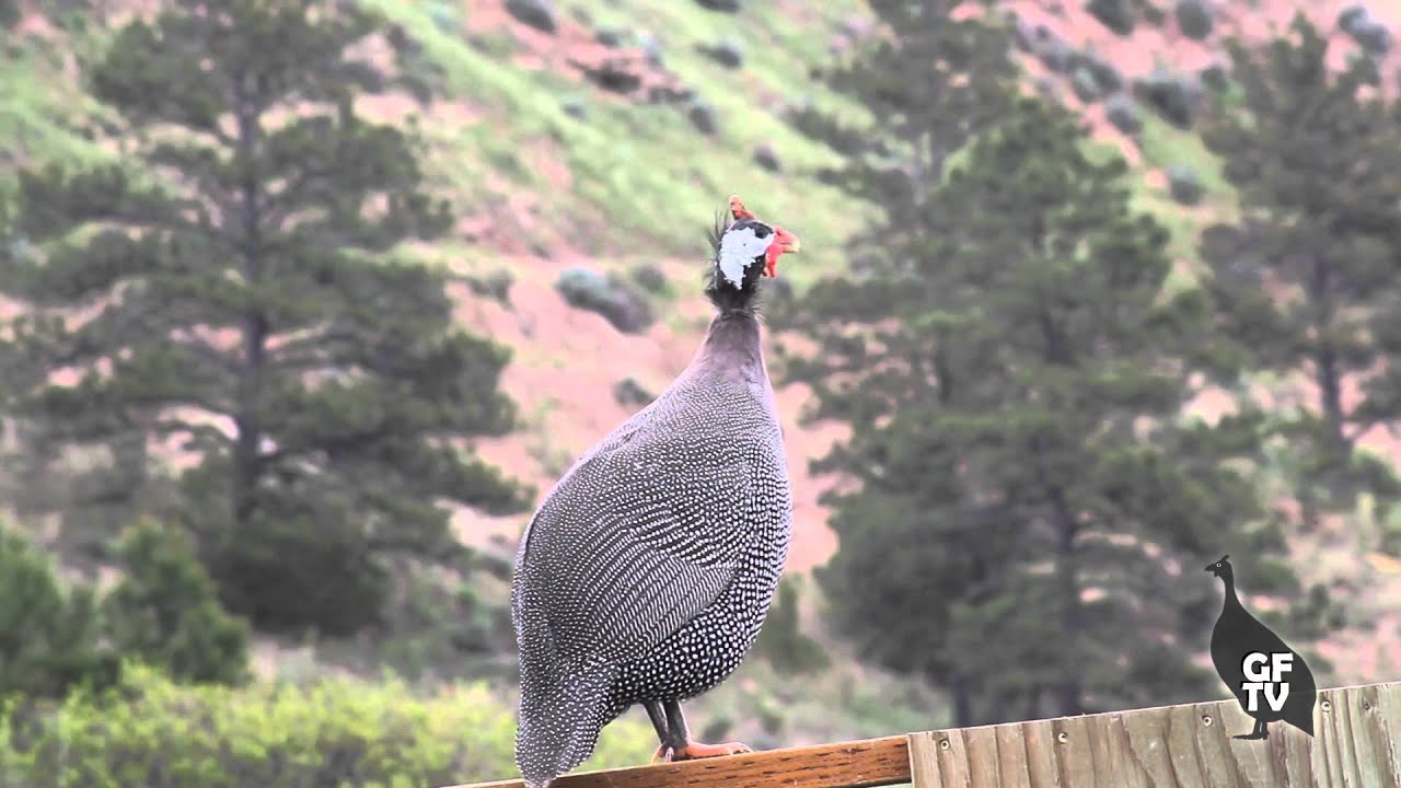 Male Guinea Fowl Sounds & Calls - YouTube