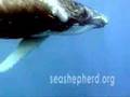 Sea Shepherd For Compassion - A Must See