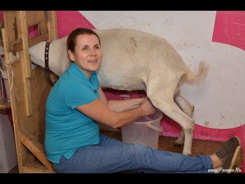 опухоль занимает в каком возрасте можно раздаивать козу поговорим
