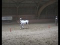 PAINT YEARLING LONGE LINE