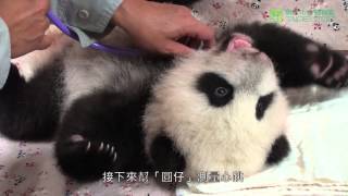 圓仔3個月健檢 Baby  Giant Panda Health Examination