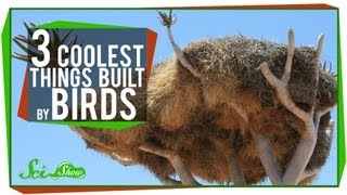 The 3 Coolest Things Built By Birds