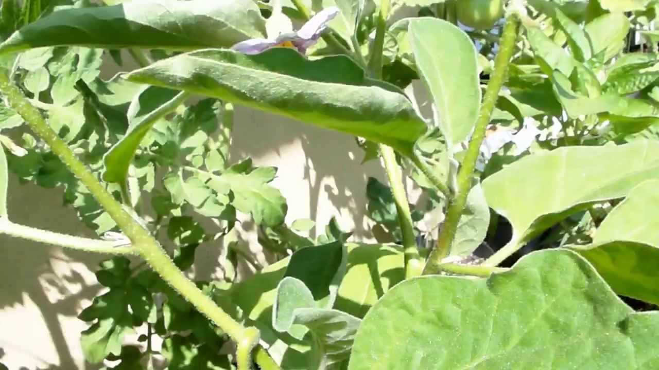 Огород на балконе (urban gardening) 11.07.2013 - видео масса.
