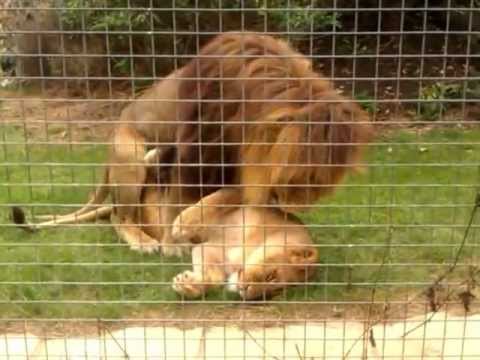 animals having sex with other animals videos