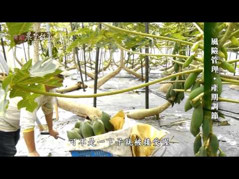高雄農業故事館-木瓜(影片長度:15分36秒) 高雄農業故事館-木瓜(影片長度:15分36秒)