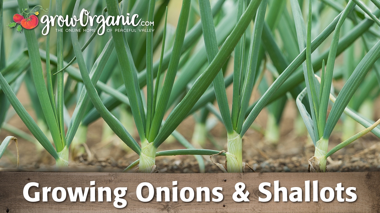 Growing Onions, Leeks, and Shallots YouTube