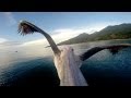 GoPro: Pelican Learns To Fly