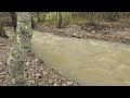 The Danish seatrout