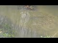 The Danish seatrout