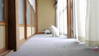 130809  ボールで遊ぶねこ