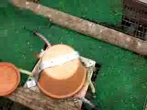 backyard chicken coop water heater - YouTube