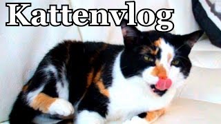 Kattenvlog #6 -  Wat een Beestenbende!