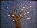 Mazapán, La Cuncuna Amarilla
