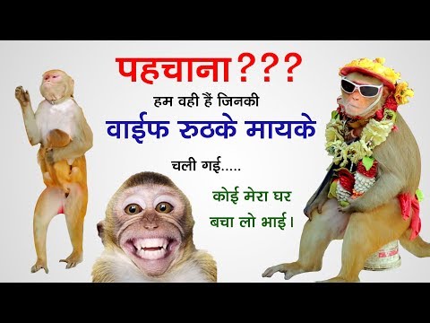 बन्दर का तमाशा Funny Monkey Videos & Madari Street Game | Bander Bandari & Madari, Funny Monkey Kids