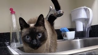 ティーちゃん入浴？ Thea the cat taking bath?