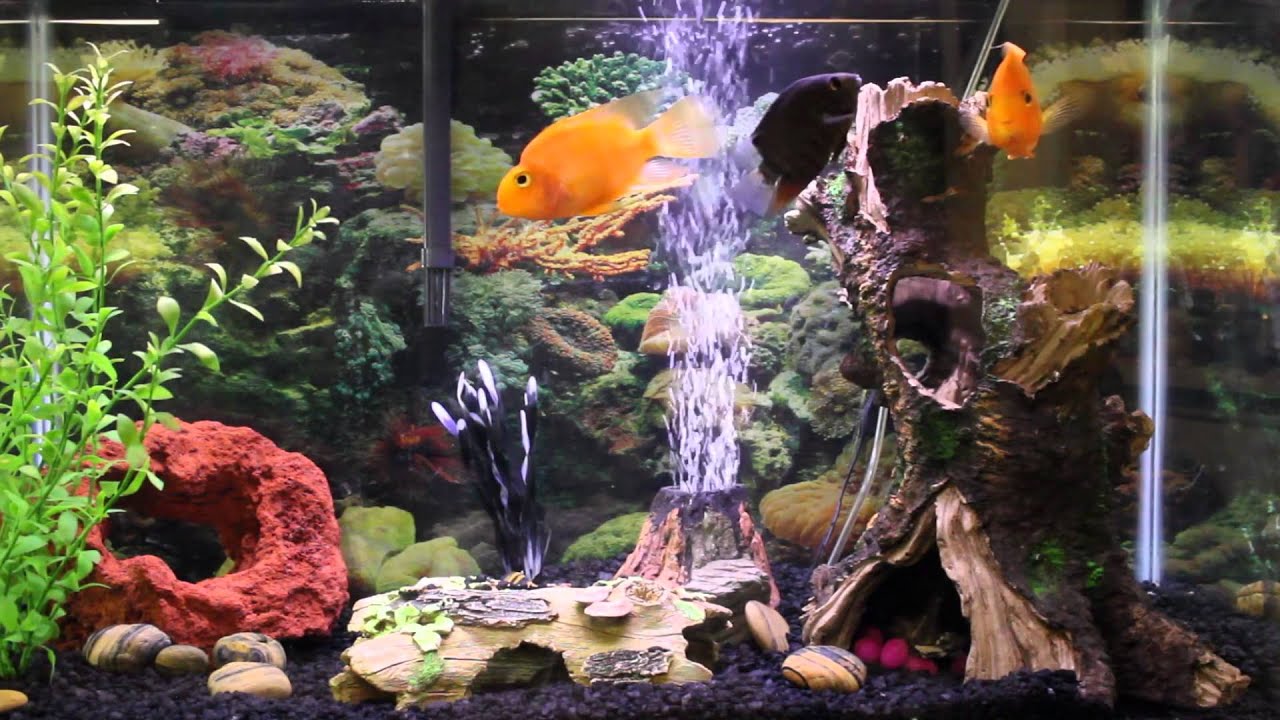 1hr relaxing music Aquarium Screensaver Fishtank HD - YouTube