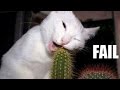 Funny Cats Compilation - Funny Videos 2014 - Funny Animals