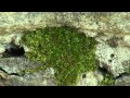 Les bryophytes, ces plantes secrètes qui nous entourent