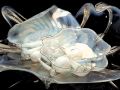 DALE CHIHULY
