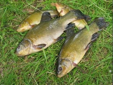 секреты рыбалки донная снасть река РСН