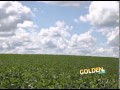 Efraim Fischmann fala sobre o Programa Golden Seeds