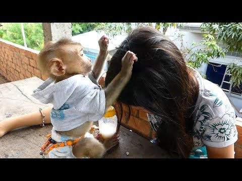 Awesome Dodo Nurse, Grooming To Mom While Eating Rose Apple And Milk, Dodo Smarter And Funny