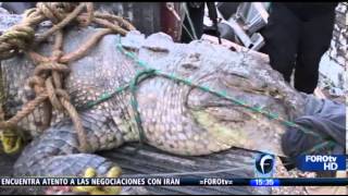 Capturan a cocodrilo que ataco a niño en Pinotepa Nacional