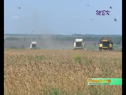 Урожайность зерновых культур в этом году радует аграриев Искитимского района