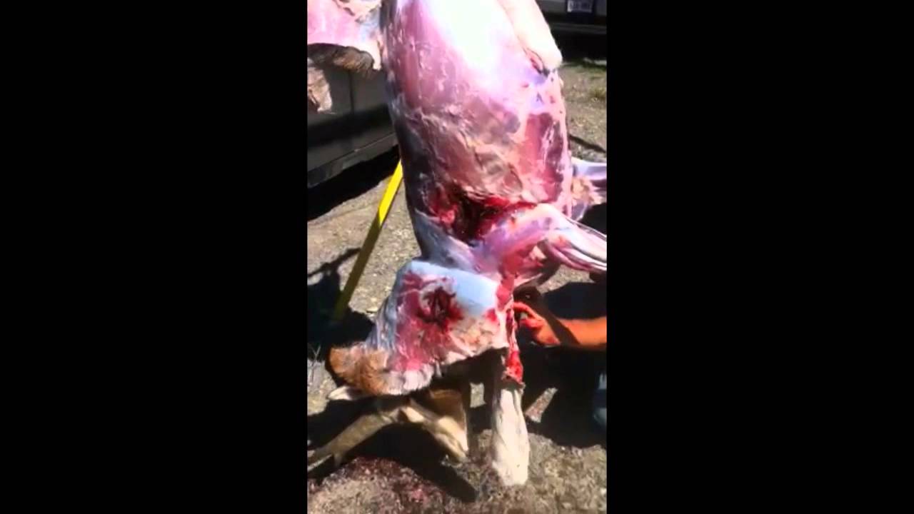 Rage Hypodermic Wound On Pronghorn Antelope - YouTube