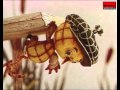 Курча в клітиночку