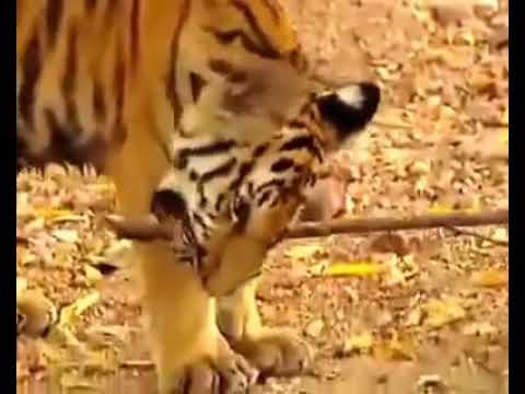 Ak Bndr ne ki tiger ki halt khrab!! .most funny monkey and two tiger