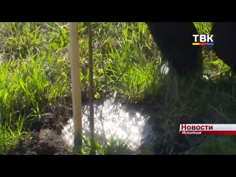 Аллею Победы в Искитиме высадили на территории медицинского колледжа
