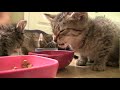 Surprise Kitten Rescue