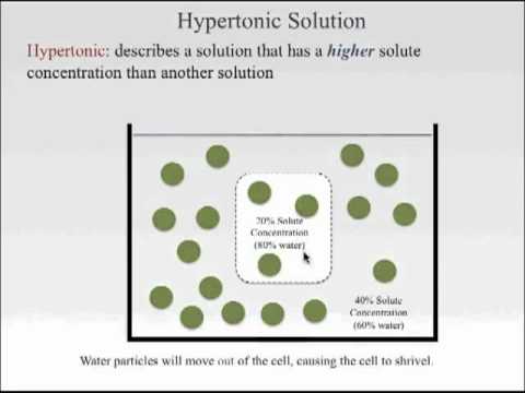 Isotonic Hypotonic and Hypertonic Solutions.mov - YouTube