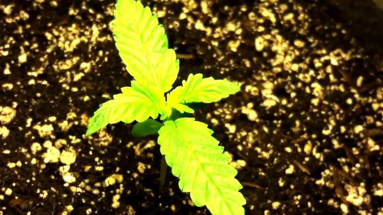 1 week old weed plant YouTube