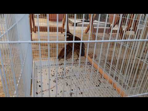 FUNNY BIRDS