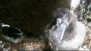 Puffin Chick Eating a Butterfish