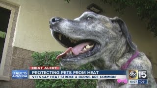 Keeping pet safe in the Arizona heat