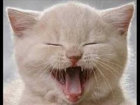 funny cats video. vERY fUNNY cATS 7:52