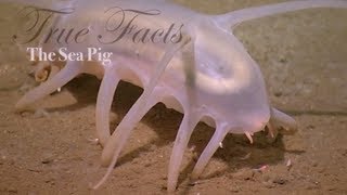 True Facts About The Sea Pig True Facts About The Sea Pig