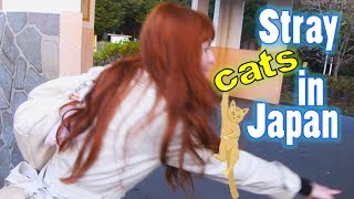 Japanese stray cat kitty committee! 日本の野良猫さん