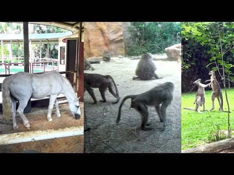Kangaroo Fight | Wildlife Monkey Videos | Zoo Horses | Singapore Zoo Wild Animals | PKS Dreams