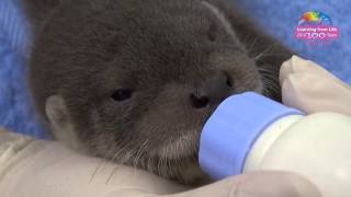 歐亞水獺幼兒園 European Otter Kindergarten