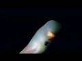 Vampyroteuthis, Vampire Squid From Hell, Planet Earth, Sigourney 